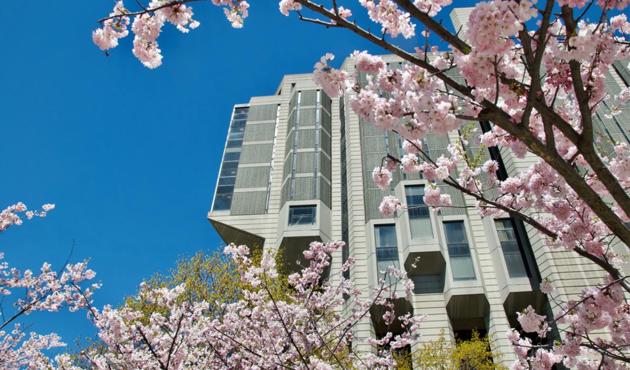 cherry blossoms in bloom with building in background